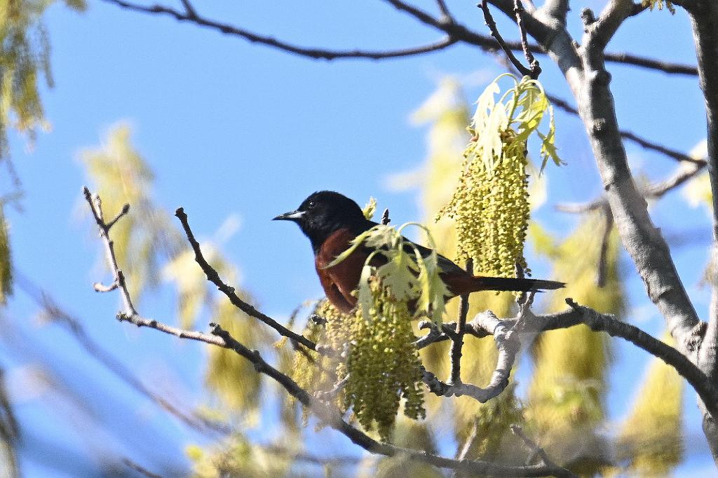 2025-05128309 Parker River NWR, MA.JPG - Orchard Oriole. Parker River National Wildlife Refuge, MA, 5-12-2025